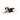 White background with an adult brown and white Collie type dog wearing a black bodysuit with a grey trim while lying down pictured.