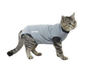 White background with an young adult tabby cat wearing a grey bodysuit with a black trim while standing pictured.