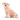White background with an adult white cross breed dog wearing a geometric peach bodysuit while sat down.