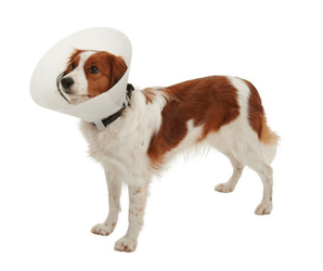 White background with a full body view of a brown and white collie type dog wearing an opaque plastic Elizabethan style recovery collar.