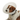 White background with a close up of a brown and white collie type dog wearing an opaque plastic Elizabethan style recovery collar.