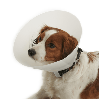 White background with a close up of a brown and white collie type dog wearing an opaque plastic Elizabethan style recovery collar.