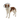 White background with a full body view of a brown and white collie type dog wearing a transparent plastic Elizabethan style recovery collar.