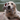 Golden Retriever with a grey dog dog toy made from soft cord effect fleece material with red 'PF' stitched on hip, wearing a red Christmas hat. Pictured in a living room setting with a green sofa in the background.