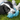 Black and white spaniel puppy with blue latex teddy bear dog toy in it's mouth while on grass.