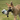 Young German shepherd type dog running with grey donkey dog toy with back mane, tail and hoofs wearing a blue neckerchief in it's mouth on grass.