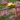 Green, pink and yellow Hummingbird cat toy with a three curls of ribbon as tail in a tree with pink blossoms.