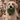 Golden retriever dog with a plush dog toy Christmas wreath with a plush star with stitched eyes and smile with fairy lights in the background.