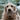 Golden retriever with grey shark plush toy in it's mouth in a living room with a green sofa.