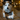 Tri-coloured dog playing with a latex snowman dog toy pictured, the snowman is wearing a top hat and has an orange nose and black facial features.