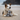 Tricoloured mix breed dog with a black and white seal plush dog toy between it's paws on a beach.