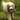 Golden retriever dog carrying hedgehog dog toy with a cream belly, face, legs and ears and brown spikey effect soft fabric for spines in it's mouth. Pictured outside in woodland.