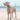 A Weimaraner Dog wearing a Green Camo 'Red Dingo' dog collar, on a beach.