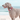 A Weimaraner Dog wearing a red 'Red Dingo' with white bones dog collar, on a beach.