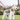 Wire fox terrier dog pictured outside on grass, wearing a Red Dingo Rainbow collar and lead.