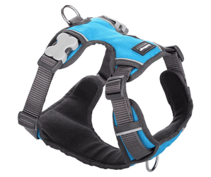 A Red Dingo Padded Turquoise Dog Harness on a white background