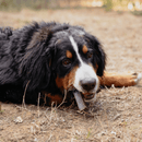 Dog lying on the ground with a bone in its mouth, outdoors.