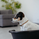 Dog sitting in a bathtub with a blurred indoor background
