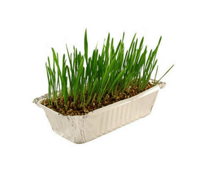 Pussy Lawn