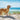 Dog on sandy beach with sea