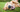 Golden retriever on grass smiling at camera with mouth open