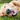 Golden retriever on grass smiling at camera with mouth open