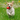 Dog running through grass with red toy in mouth