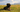 Dog sat in long grass in the sun
