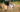 Do getting walked in long grass