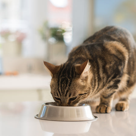 Cat Food