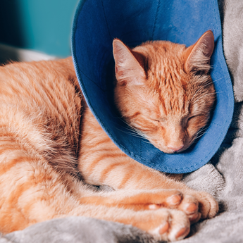 Cat Recovery