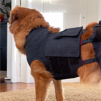 Dog in bodysuit in home