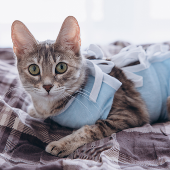 Cat in bodysuit lying down