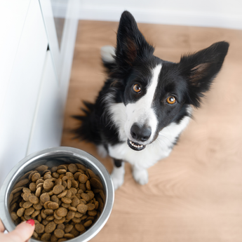 Joint Support Dog Food