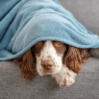 Calming & Anxiety Relief