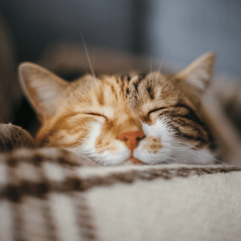 Autumn - Comfort Essentials