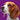 Adult Dog Food - PDSA Pet Store