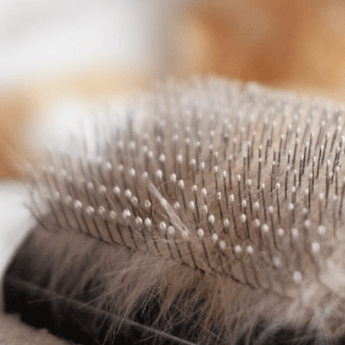 Brushes, Combs & Dematting Tools - PDSA Pet Store
