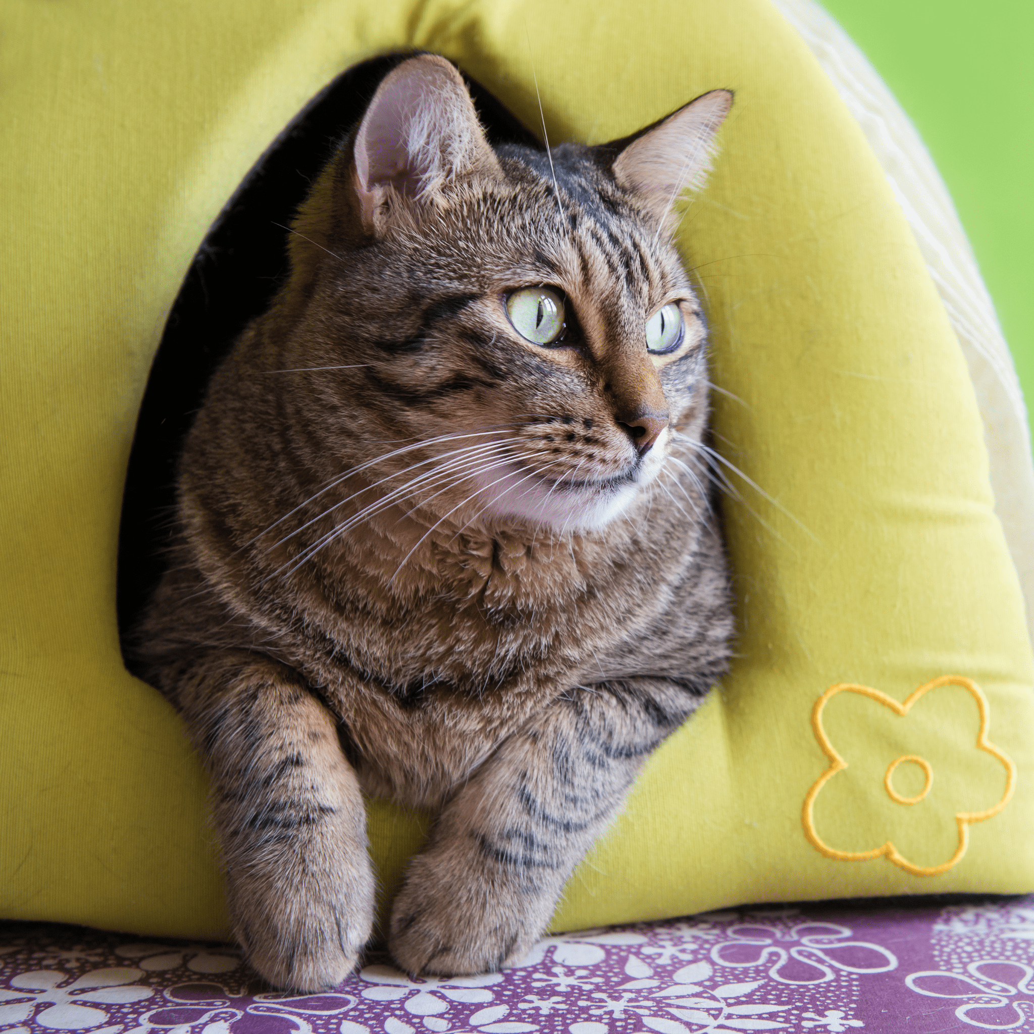 Cat Bedding - Comfort & Padding – PDSA Pet Store