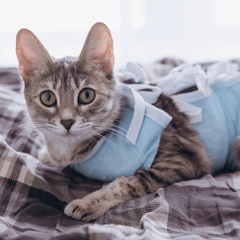 Cat in bodysuit lying down