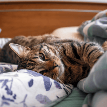 Cat Calming & Anxiety Relief