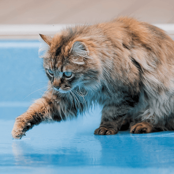 Cat touching cooling pool