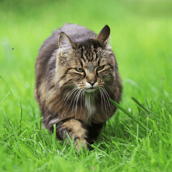 Cat Joint Care
