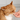 Cat Supplements