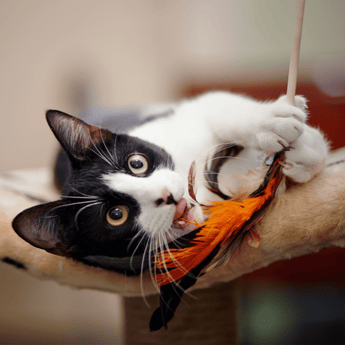 Cat Toys