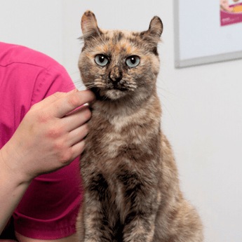Cat with PDSA Vet