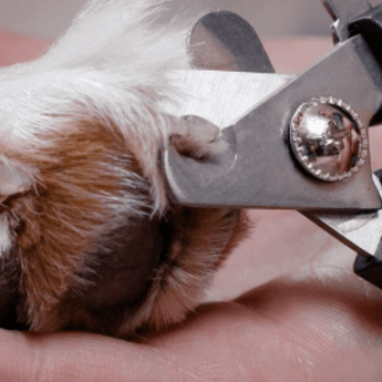 Claw Care - PDSA Pet Store