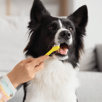Dental Care