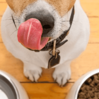 Digestive Remedies - PDSA Pet Store
