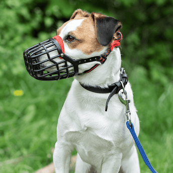 Dog Accessories